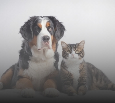 20_farmacovigilancia_y_servicios_del_mundo_real_para_companaiuas_veterinarias_m